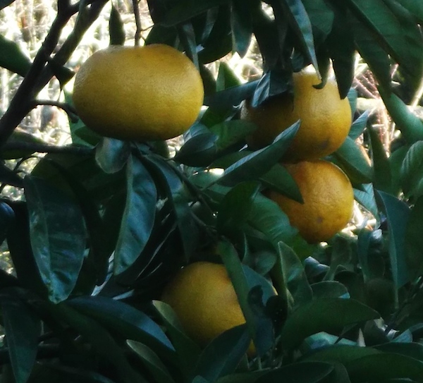 Pure gold New Zealand grapefruit Waikato Foodbasket